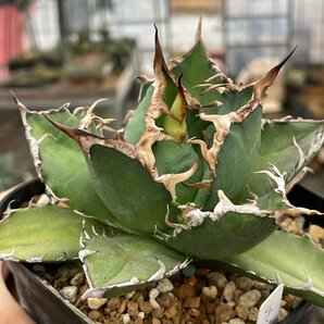 チタノタ オテロイ 12cm 子株 国内繁殖株｜CACTUS.TOKYO｜の画像6