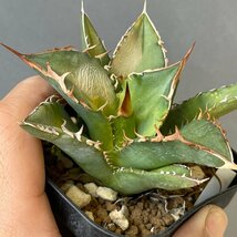 オリジナル　子株　特特選　チタノタ 　オテロイ　７cm 　オアハカ産　２世　CTSP-01　| CACTUS.TOKYO　_画像6