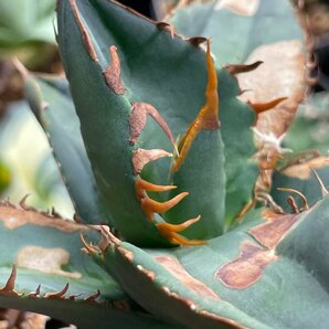 選抜 チタノタ オテロイ  ６cm  イタリア産 | CACTUS.TOKYO の画像1