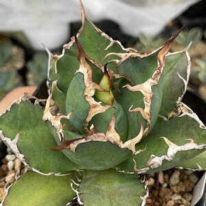 チタノタ　オテロイ　12cm　子株　国内繁殖株｜CACTUS.TOKYO｜