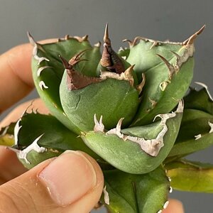 特特選　輸入株　チタノタ　オテロイ　実生 　７cm　　米国産　| CACTUS.TOKYO　