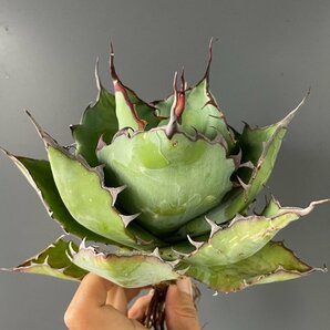 選抜 輸入株 ハイブリッド ブルーグロウ パラサナ  ２３cm  米国産 | CACTUS.TOKYO （陽炎タイプ）の画像1