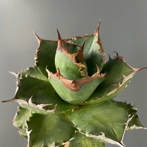 選抜 輸入株 チタノタ オテロイ 実生  13cm  米国産 | CACTUS.TOKYO の画像4