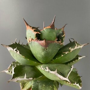 選抜 輸入株 チタノタ オテロイ 実生  13cm  米国産 | CACTUS.TOKYO の画像2