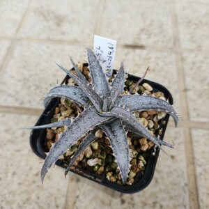 ディッキア Dyckia (dawsonii x choristaminea) x braunii