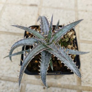 ディッキア Dyckia 8d x braunii ①