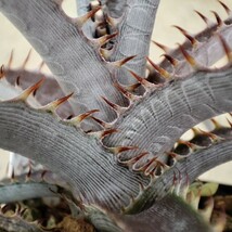 ディッキア Dyckia braunii x ('White Whiskers' x TC BBB) ①_画像4