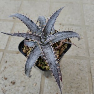 ディッキア Dyckia 'Toothy' x braunii