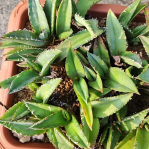 アガベ チタノタブルー フロム メキシコ 実生 Agave titanota blue from mexicoの画像9