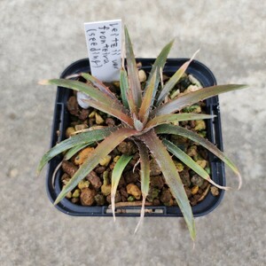 ディッキア Dyckia reitzii var. fronteira hybrid