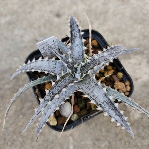 ディッキア Dyckia braunii x ('White Whiskers' x TC BBB) ①