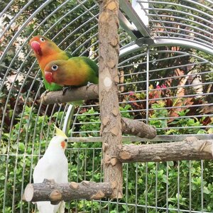 鳥 止まり木 タワー 天井取り付けタイプ 鳥スタンド インコ おもちゃ 噛むおもちゃ 鳥おもちゃ 鳥用品 鳥休み場所　天然木 MAY673