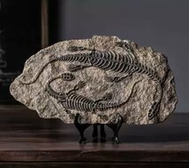 種類多数 3D 恐竜 化石 彫刻 インテリア 装飾 レトロ 骨 おしゃれ アンティーク 置物_画像3