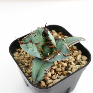 Agave titanota Black&Blue（活着済み）