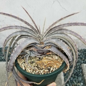 Dyckia pottiorum white form ディッキア　ポッティオルム　ホワイト　白　子株