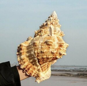 オーナメント ビッグ巻貝 貝殻 法螺貝 貝 海 飾り おしゃれ クリエイティブ インテリア オブジェ 小物 置物 雑貨 巻貝 約20-21cm