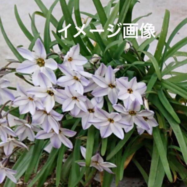 ハナニラ 白 球根15個 植えっぱなし球根 庭の花【増量中】
