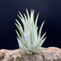 Tillandsia ‘Hawaiian Lavender’ チランジア ハワイアンラベンダー ティランジア ionantha イオナンタ ブロメリア_画像1