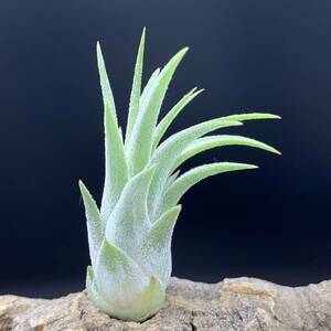 Tillandsia ‘Wait 'N See’ （‘Wait N'C’）チランジア ionantha イオナンタ ティランジア