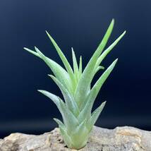 Tillandsia 'Celtic Spire' チランジア セルティックスパイアー ionantha イオナンタ ティランジア_画像4