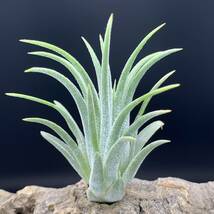 Tillandsia ionantha ‘snow man’ ex.Franz Groover チランジア イオナンタ スノーマン ティランジア_画像1