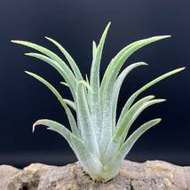 Tillandsia ionantha ‘snow man’ ex.Franz Groover チランジア イオナンタ スノーマン ティランジア_画像3