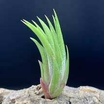 Tillandsia ‘Mindset’ (T. ionantha Mexico No.0795) チランジア マインドセット ティランジア イオナンタ ブロメリア_画像4