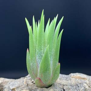 Tillandsia ‘Mindset’ (T. ionantha Mexico No.0795) チランジア マインドセット ティランジア イオナンタ ブロメリア