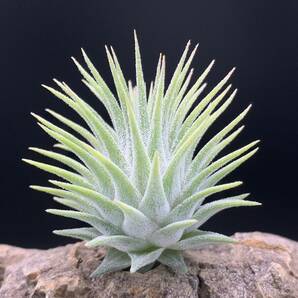 Tillandsia ‘Mayan Pearl’ チランジア マヤンパール ティランジア ionantha イオナンタの画像1