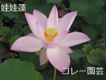 開花見本