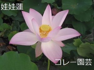 『娃娃蓮』レンコン・蓮・ハス・睡蓮・スイレン・苗・水生植物・花蓮