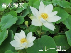 『春水緑波』レンコン・蓮・ハス・睡蓮・スイレン・苗・水生植物・花蓮