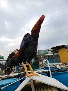  large large army chicken. have . egg 5 piece ( meal for possible )