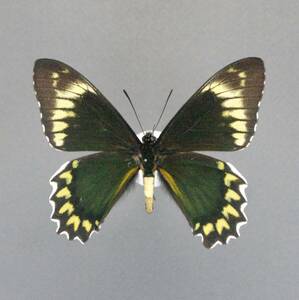 マディアスアオジャコウssp.chlorodamas♂ Peru蝶標本