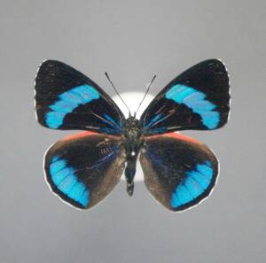 バニンカウラスジタテハ♂ Peru蝶標本