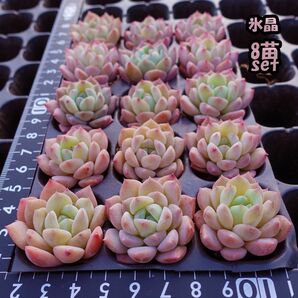 韓国苗　多肉植物　エケベリア　氷晶　モス付き　8苗セット　【HYO-8】