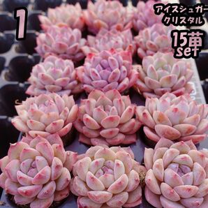 韓国苗　多肉植物　エケベリア　アイスシュガークリスタル　モス付き　15苗セット　【ASG15-1】