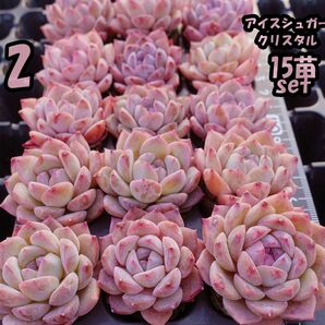 韓国苗　多肉植物　エケベリア　アイスシュガークリスタル　モス付き　15苗セット　【ASC15-2】