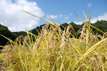 令和５年産 あきさかり 白米10㎏ 広島県北産 送料込 無洗米仕上 年中冷蔵庫保管 1等米 農家厳選 _画像4