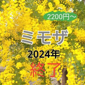 2024年フレッシュミモザ　受付終了　ありがとうございました