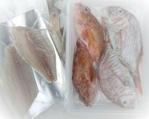 お手軽鮮魚セット 2人前 刺身/煮魚/焼魚用に下処理済み 旬鮮魚 送料込み 浜から直送 宇和海の幸問屋_画像8