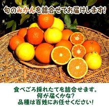 いろいろ柑橘詰合せ 訳あり 10kg サイズ不揃い 愛媛 宇和島 吉田産 送料込み 宇和海の幸問屋_画像2