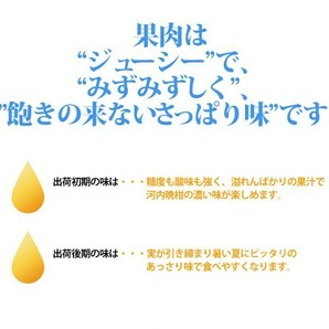 愛南ゴールド 河内晩柑 贈答用5kg 愛媛 愛南町産 爽やかジューシーな夏の柑橘 ブランドの品質 送料無料 宇和海の幸問屋の画像5