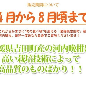 河内晩柑 訳あり 10kg サイズフリー 愛媛 宇和島 吉田産 爽やかジューシーな夏の柑橘 農地直送 送料無料 北海道・沖縄・東北は別途送料の画像8