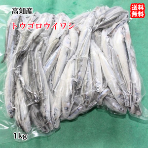 トウゴロウイワシ 1kg 冷凍 送料込み 北海道/沖縄/東北は別途送料 宇和海の幸問屋