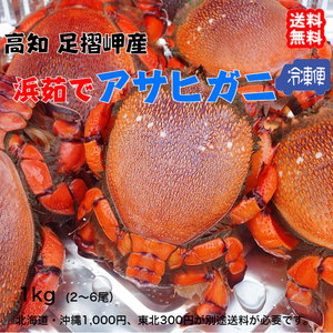 アサヒガニ 旭蟹 2～6尾で900～1000g 高知産 天然 プロトン冷凍 送料無料 塩ゆで 焼く 鍋 汁 雑炊 etc 宇和海の幸問屋