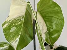 美斑入り　monstera albo　モンステラ　アルボ　No.61_画像9