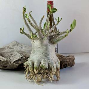 塊根植物 アデニウム アラビカム adenium arabicum コーデックス 砂漠のバラ オクトパス 重量級 No15の画像4