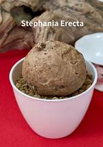 塊根植物　 stephania erecta　ステファニア　エレクタ　コーデックス　No230_画像1