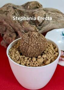 塊根植物　 stephania erecta　ステファニア　エレクタ　コーデックス　No 03